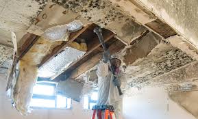 Why You Should Choose Our Mold Remediation Services in Placeholder9